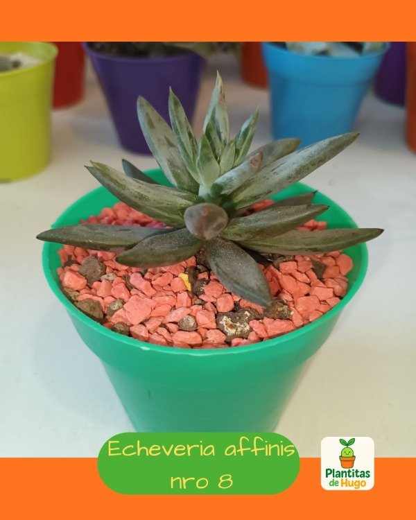 Producto - Echeveria affinis
