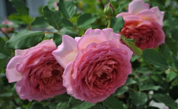 Producto - Jubilee Celebration