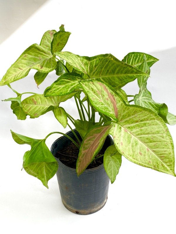 Miniatura de producto - 6