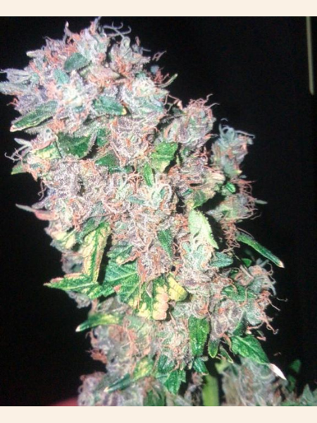 Producto - Blueberry XL x6 - Pachamama