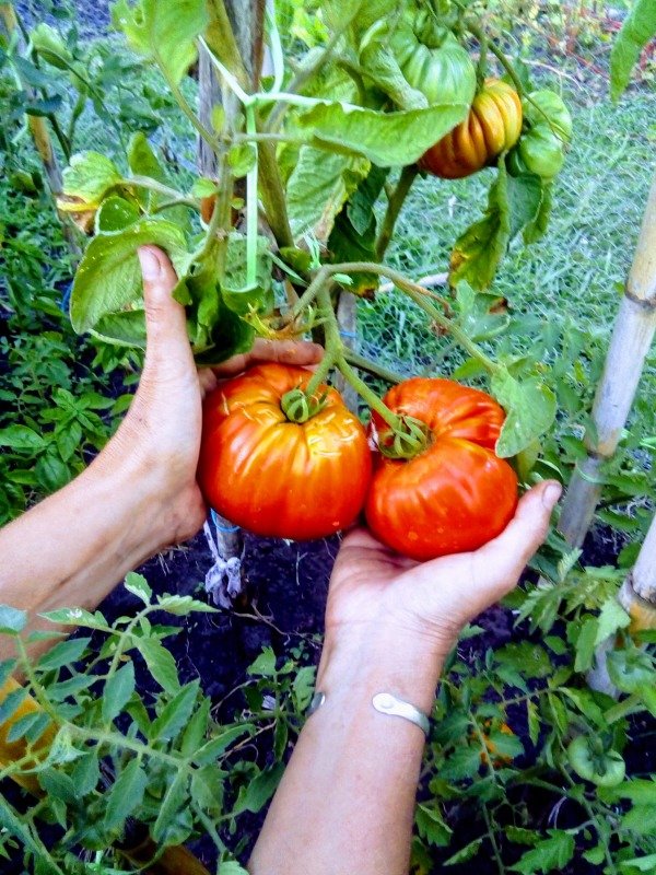Producto - Tomate ruso