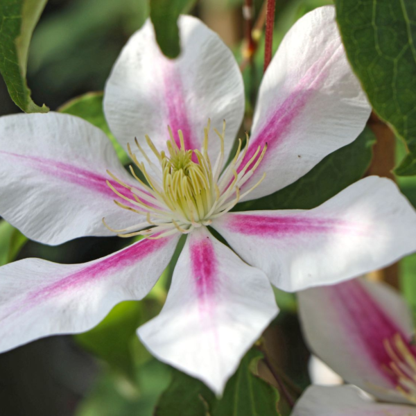 Producto - Clematis Andrómeda