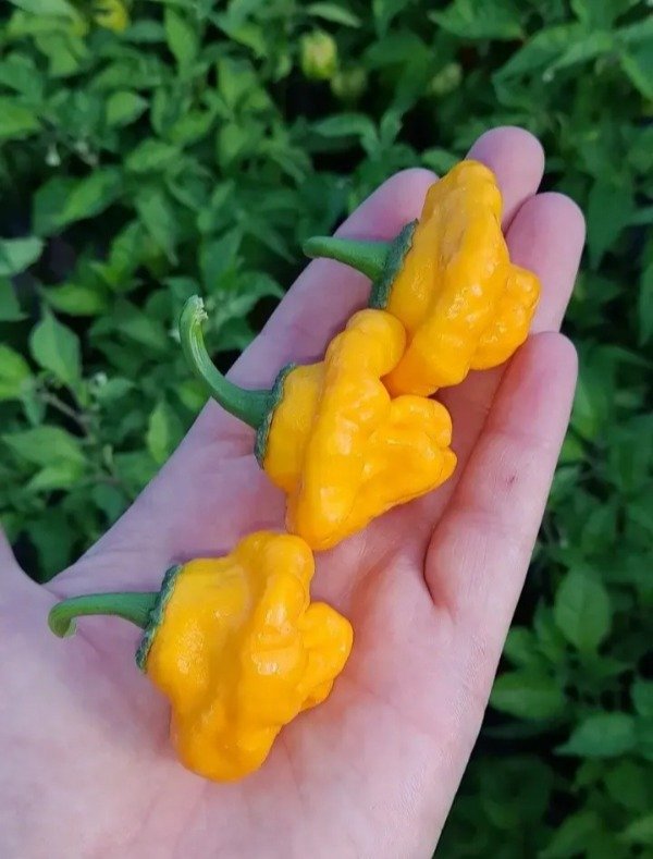 Producto - Combo 150 Semillas de Ajíes Picantes (10 variedades) - 2