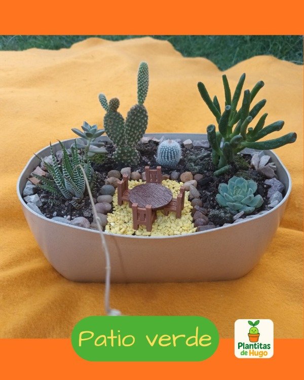 Producto - Patio verde con 4 sucus y dos cactus