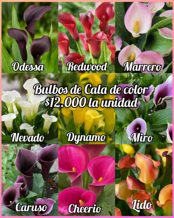 Producto - Bulbo Cala de color x1 color a eleccion