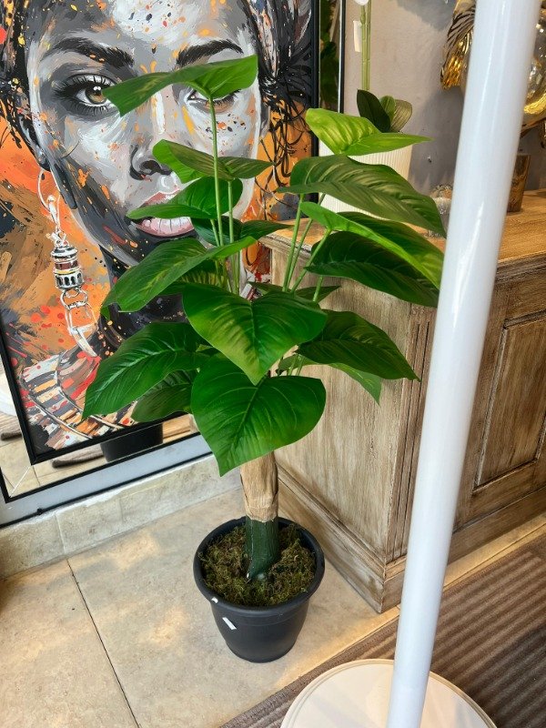 Producto - Planta oreja de elefante 80x40cm