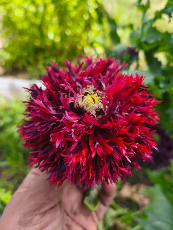 Producto - Amapola p. som black swan otoño