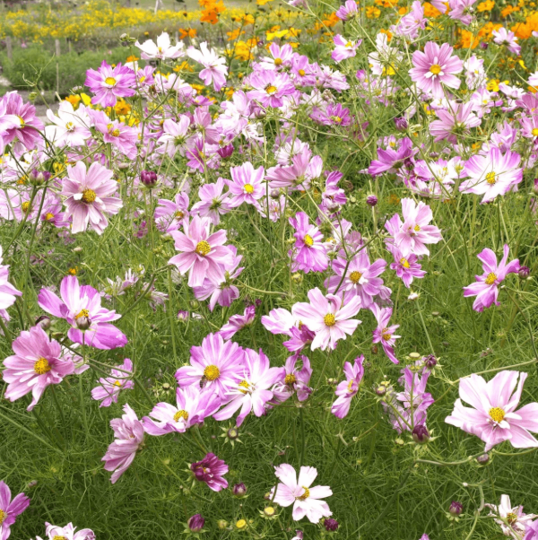 Producto - Cosmos bipinnatus Rosetta - 2