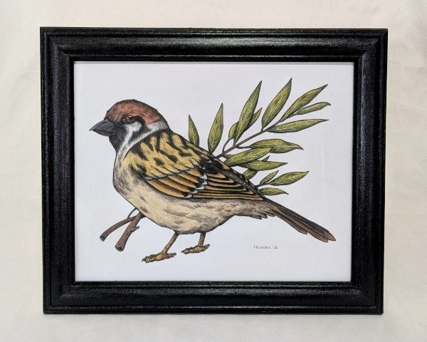 Producto - Gorrión - 2025 (Enmarcado)