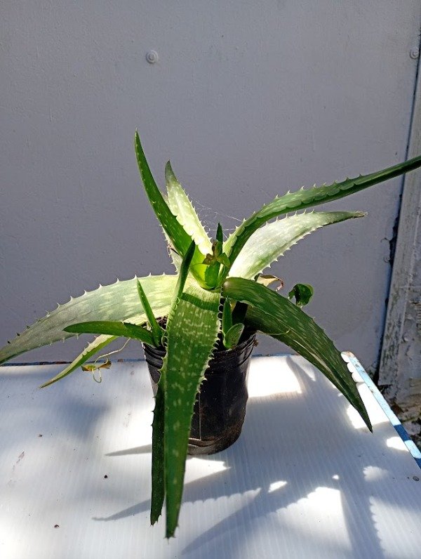 Producto - aloe vera (sabila) maceta n12