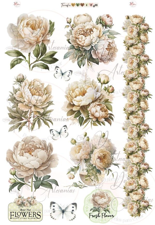 Producto - TRANSFER COLOR A4 001