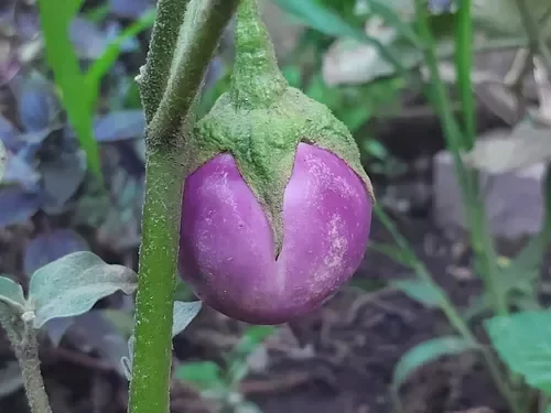Producto - Berenjena Sfumata di Rosa