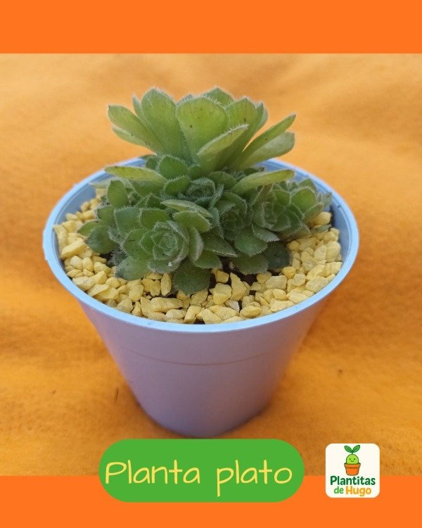 Producto - Planta plato (Aeonium tabuliforme)