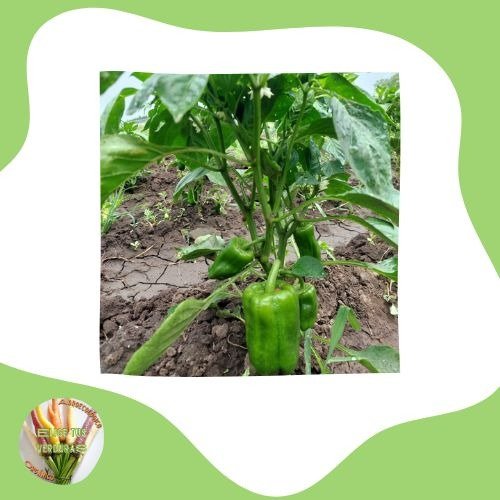 Producto - Morrón verde - 500gr