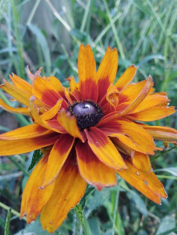 Producto - Rudbeckia cherokee