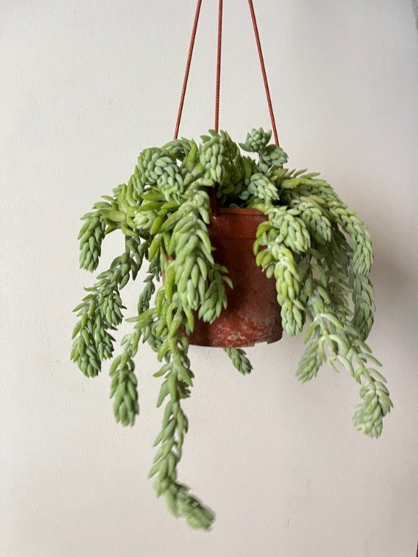 Producto - Cola de Burro