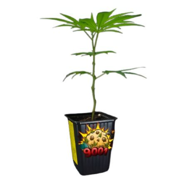Producto - Esqueje Kame Seeds - 9001