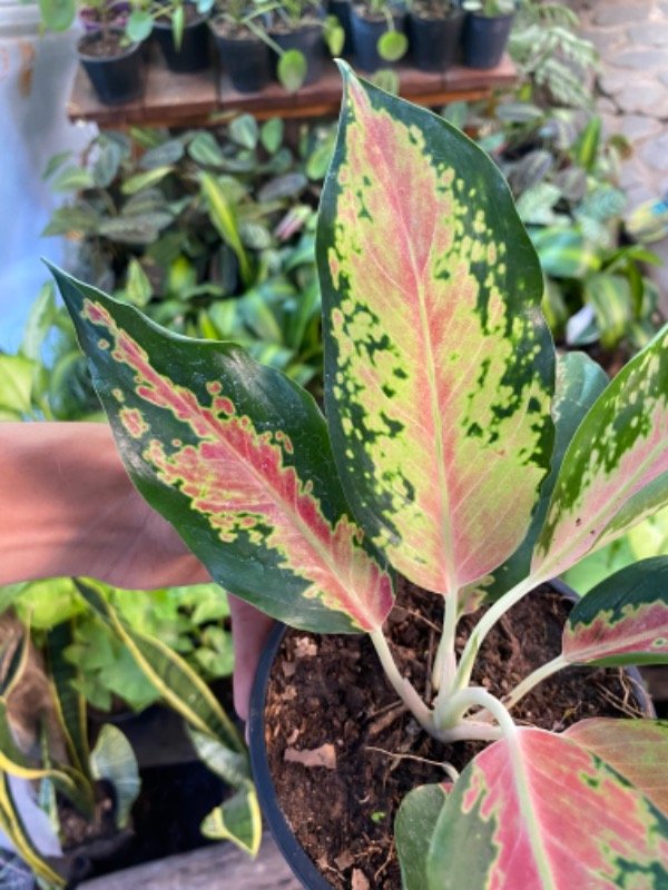 Miniatura de producto - 4