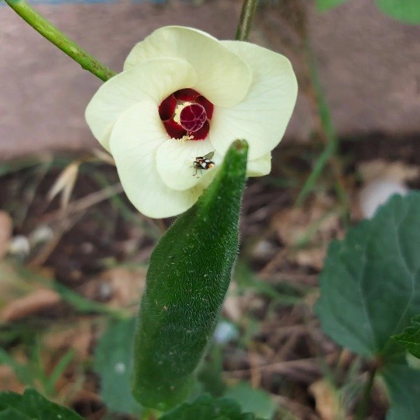 Producto - Okra Verde