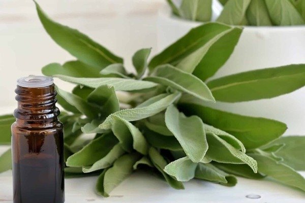Producto - ACEITE ESENCIAL SALVIA 50 ML