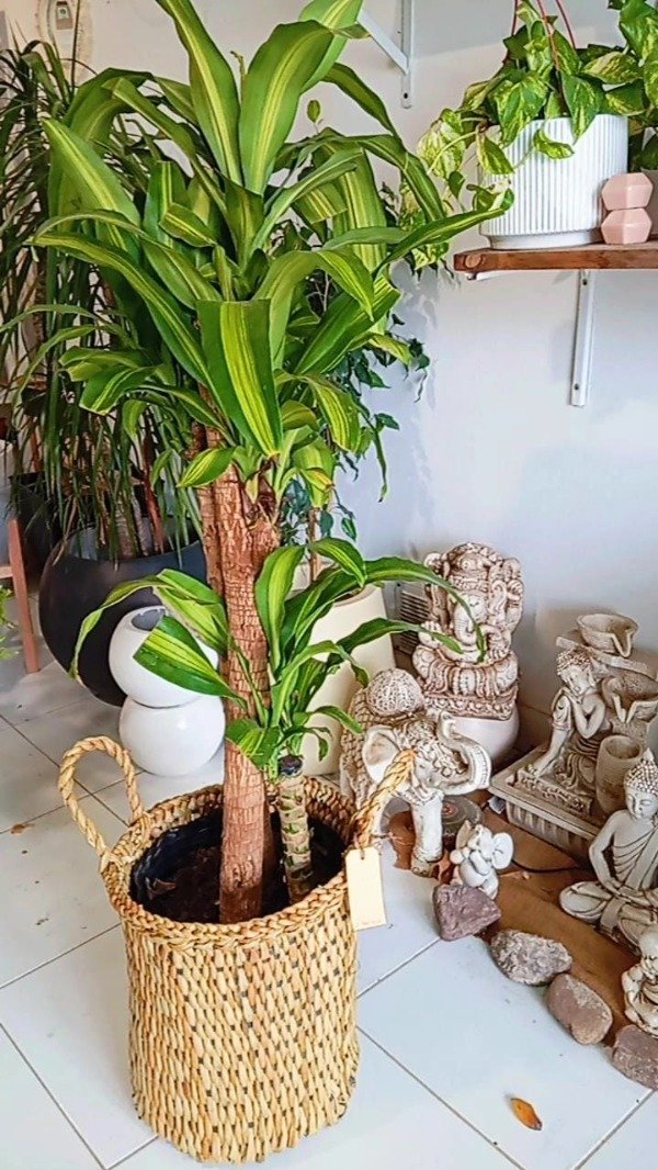 Producto - Dracaena massangeana ( palo de agua)