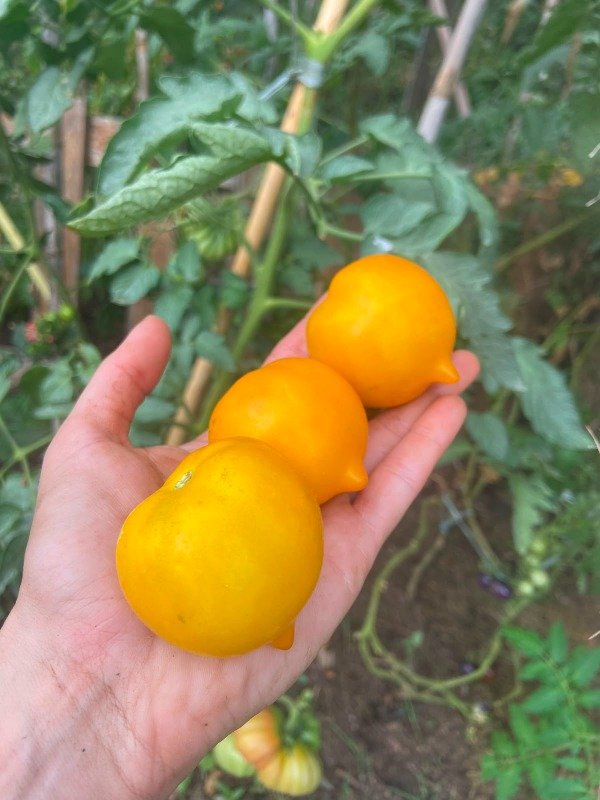 Producto - Semillas agroecologicas de tomate anna hermann