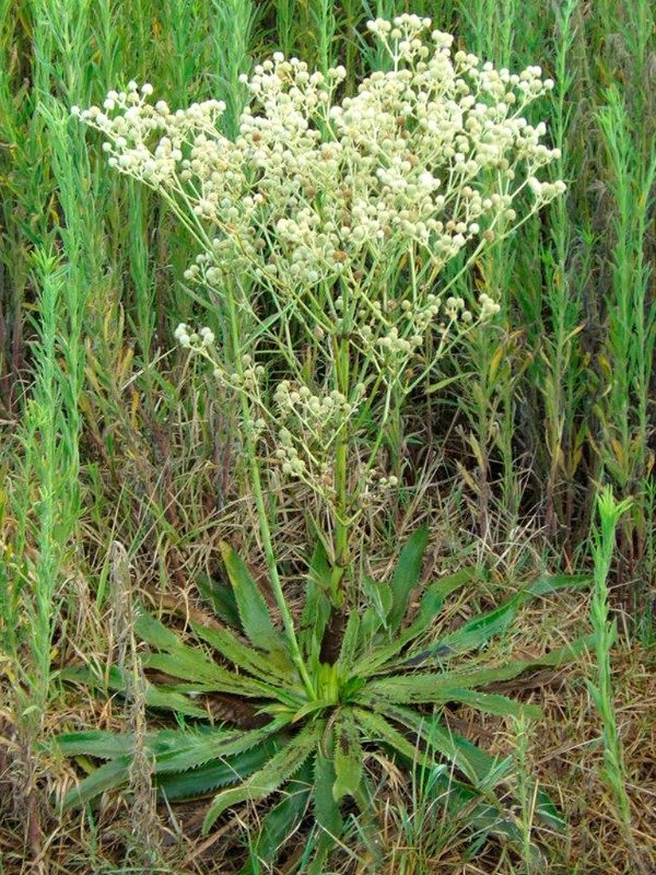 Producto - ERYNGIUM ELEGANS