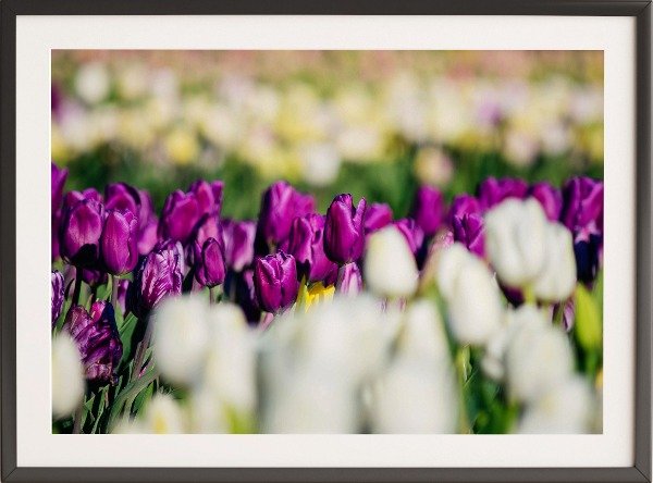 Producto - Tulipanes Violeta