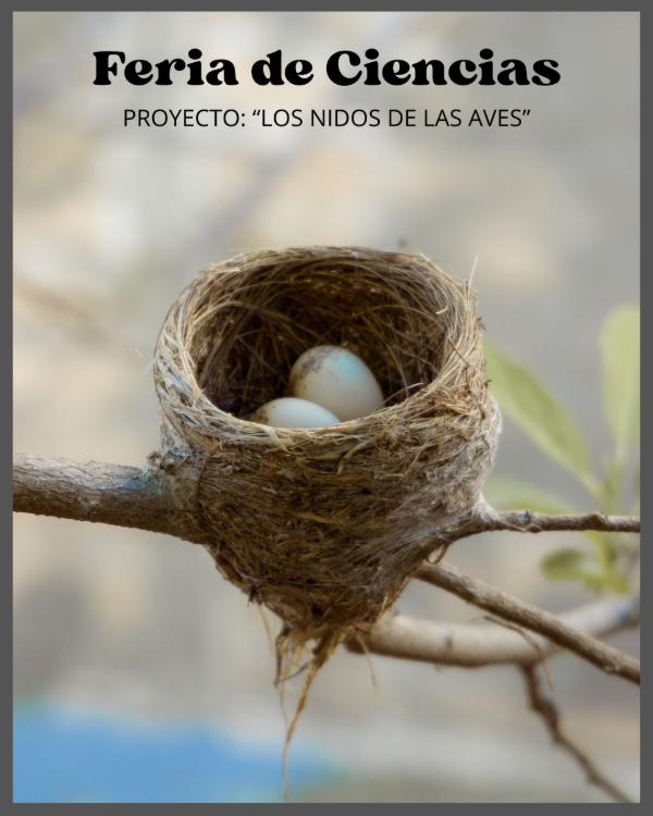 Producto - Expo Nidos- Ideal Feria de ciencias