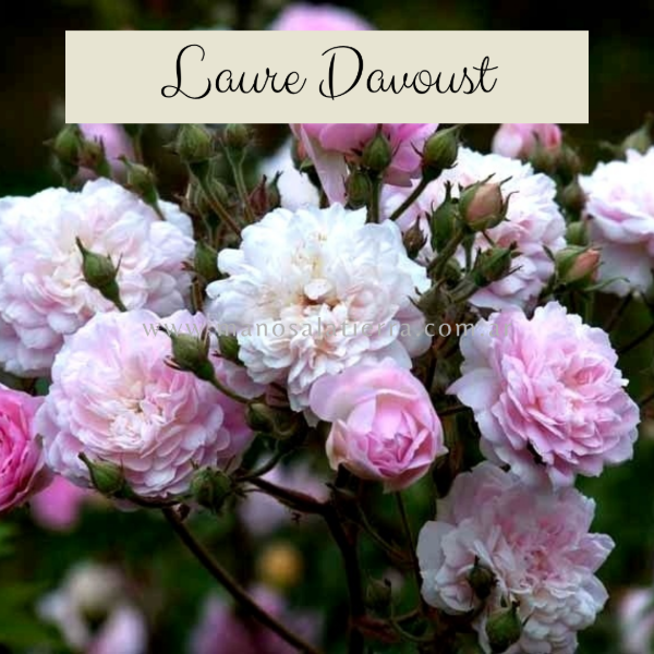 Producto - Rosal Clg. Laure Davoust - 0