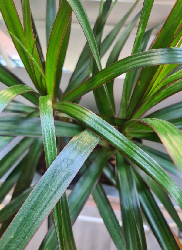 Producto - Dracena Verde Alta