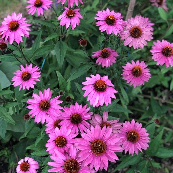 Producto - Equinácea purpurea Magnus