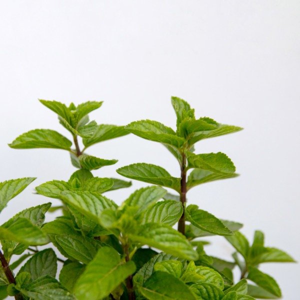 Producto - Menta