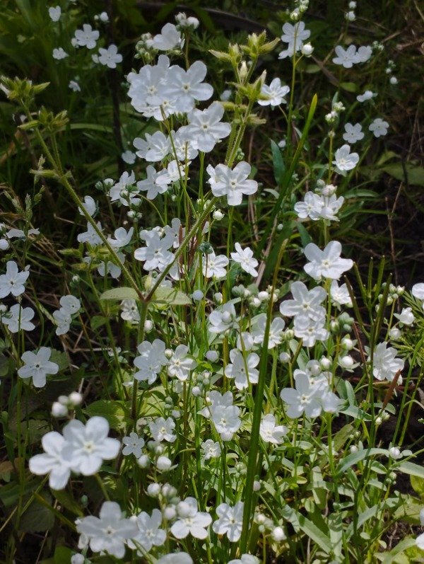 Producto - Omphalodes (Anchusa  Blanca)