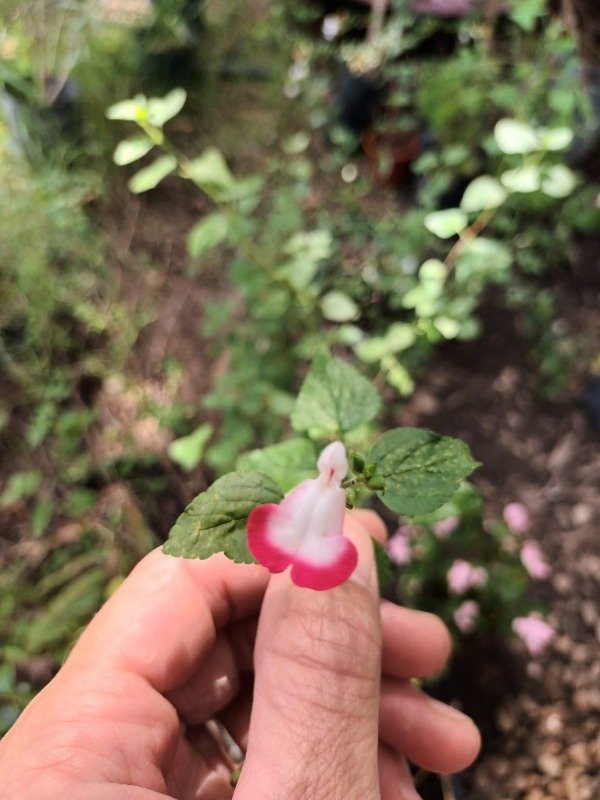 Producto - Salvia bicolor - 2