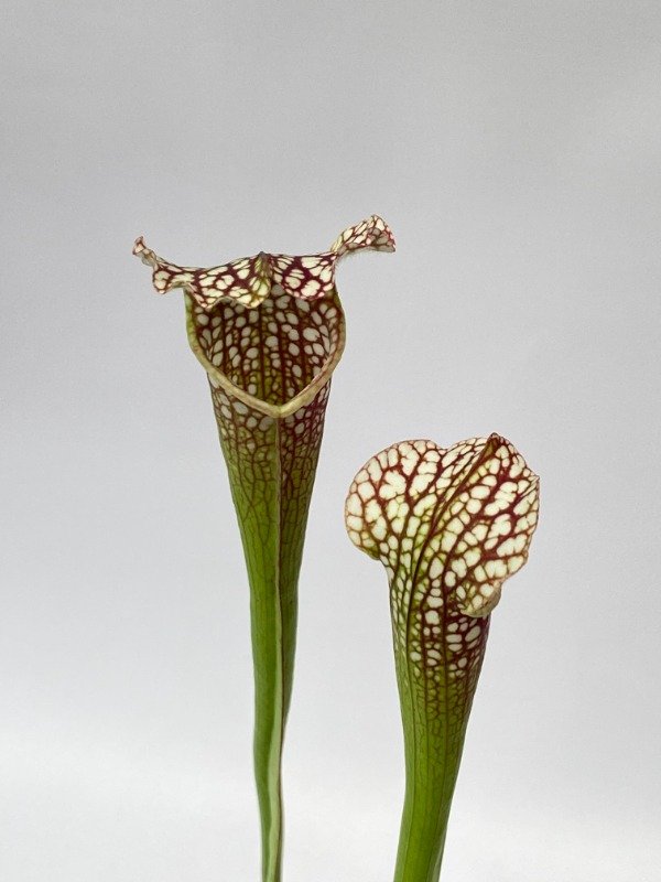 Producto - Sarracenia Leucophylla en maceta N11