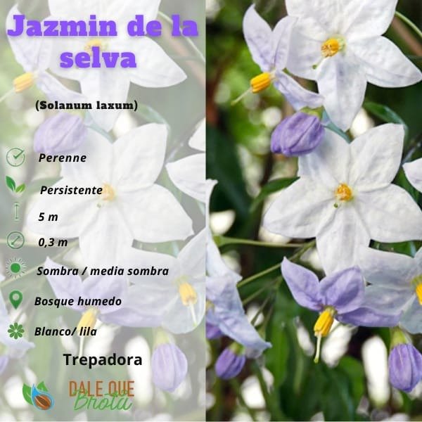 Producto - Jazmín de la Selva (Solanum laxum)
