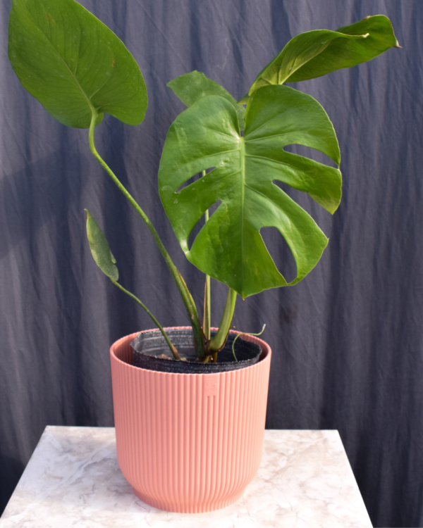 Producto - Monstera Deliciosa 3L