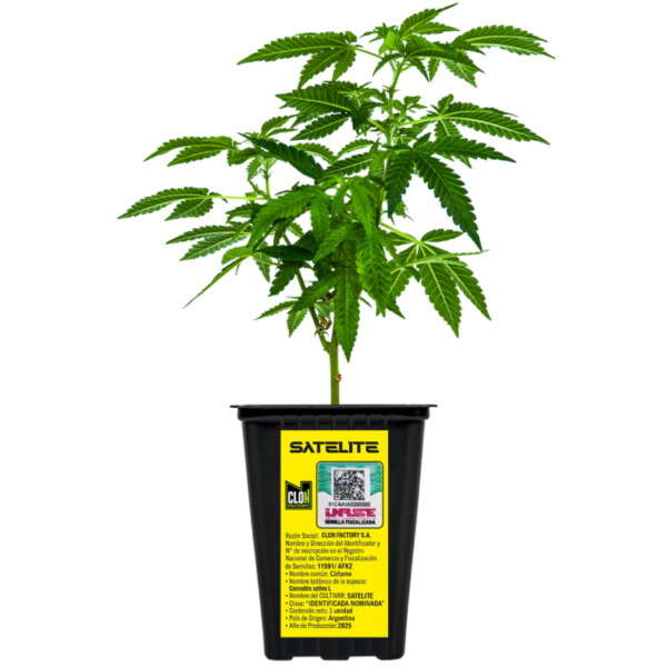 Producto - Esqueje Loco Yorsh - Satelite