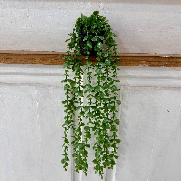 Producto - Planta colgante