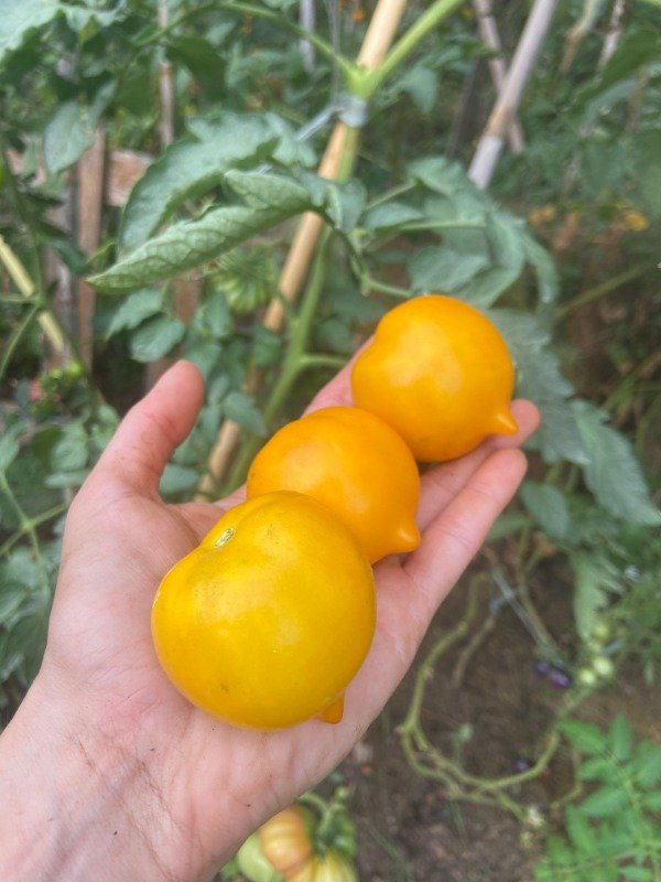 Producto - Plantines Agroecologicos de tomate anna herrmann