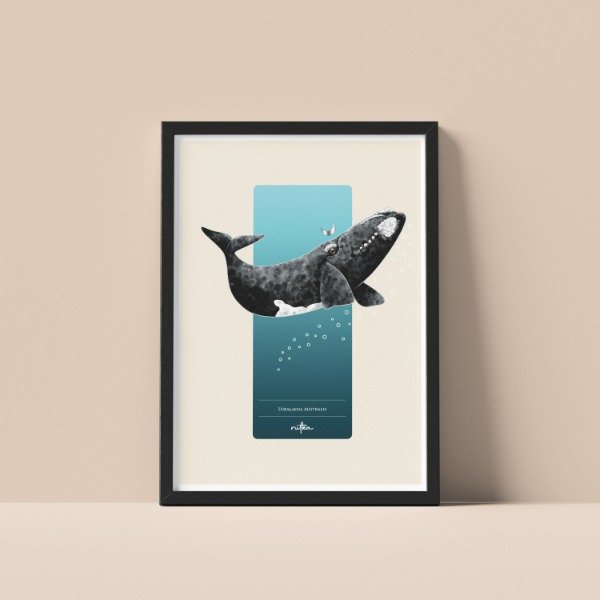 Producto - Ballena Franca Austral (lámina)