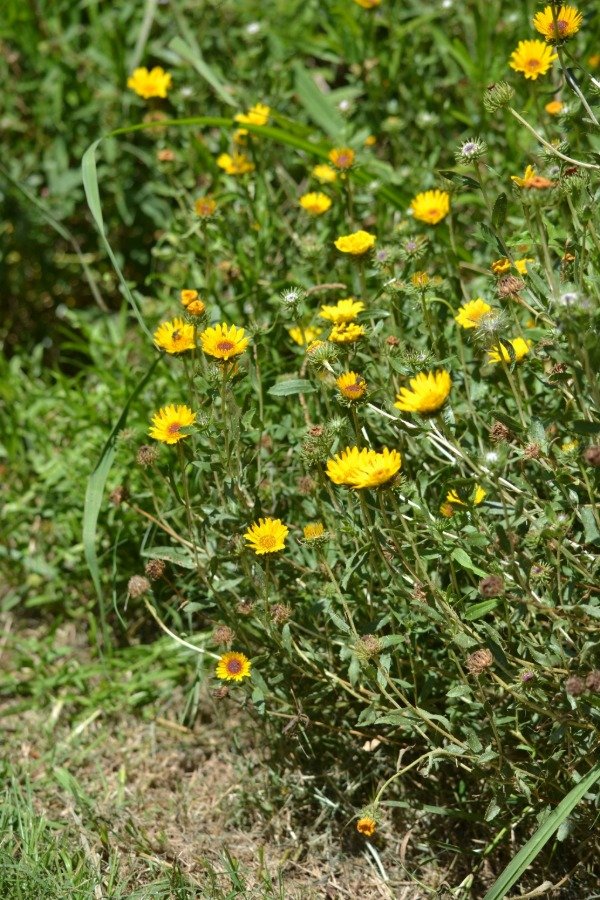 Producto - Grindelia pulchella - Margarita amarilla