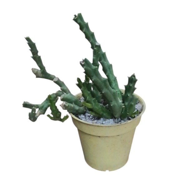 Producto - Orbea variegata M8 - 1