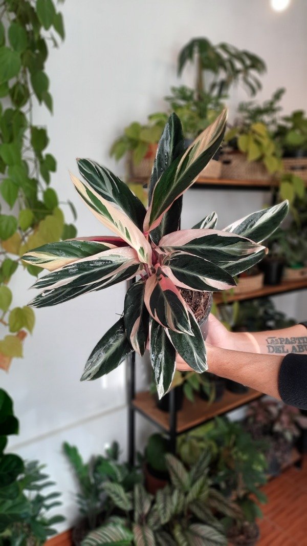 Producto - Calathea Stromanthe Triostar