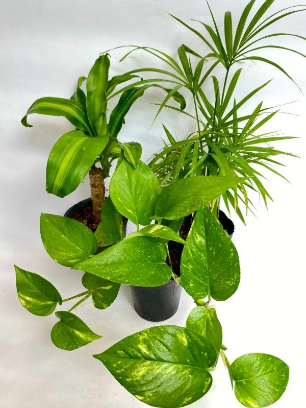 Producto - PROMO INTERIOR - Palo de agua, Palmito, Potus clásico -