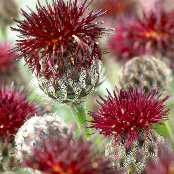 Producto - Centaurea atropurpurea