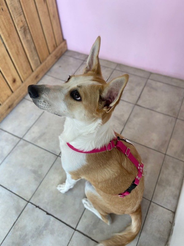 Producto - Pretal en H Basic