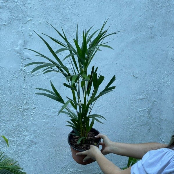 Producto - Areca m15