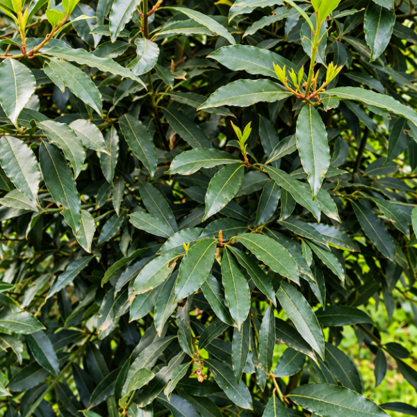 Producto - Laurel Agroecológico 25 gramos - 1